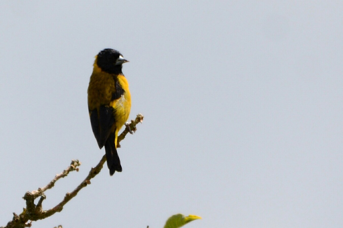 Black-headed Siskin - ML36215051