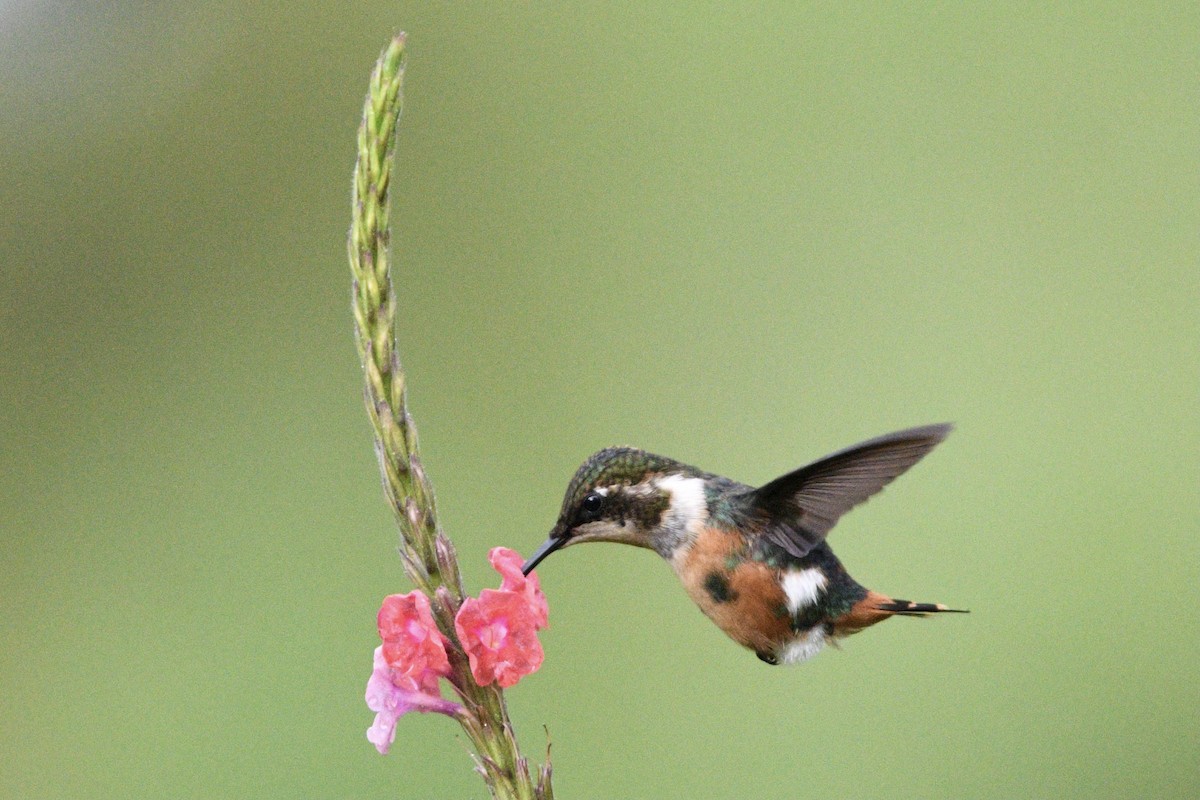 White-bellied Woodstar - Michael Gaume