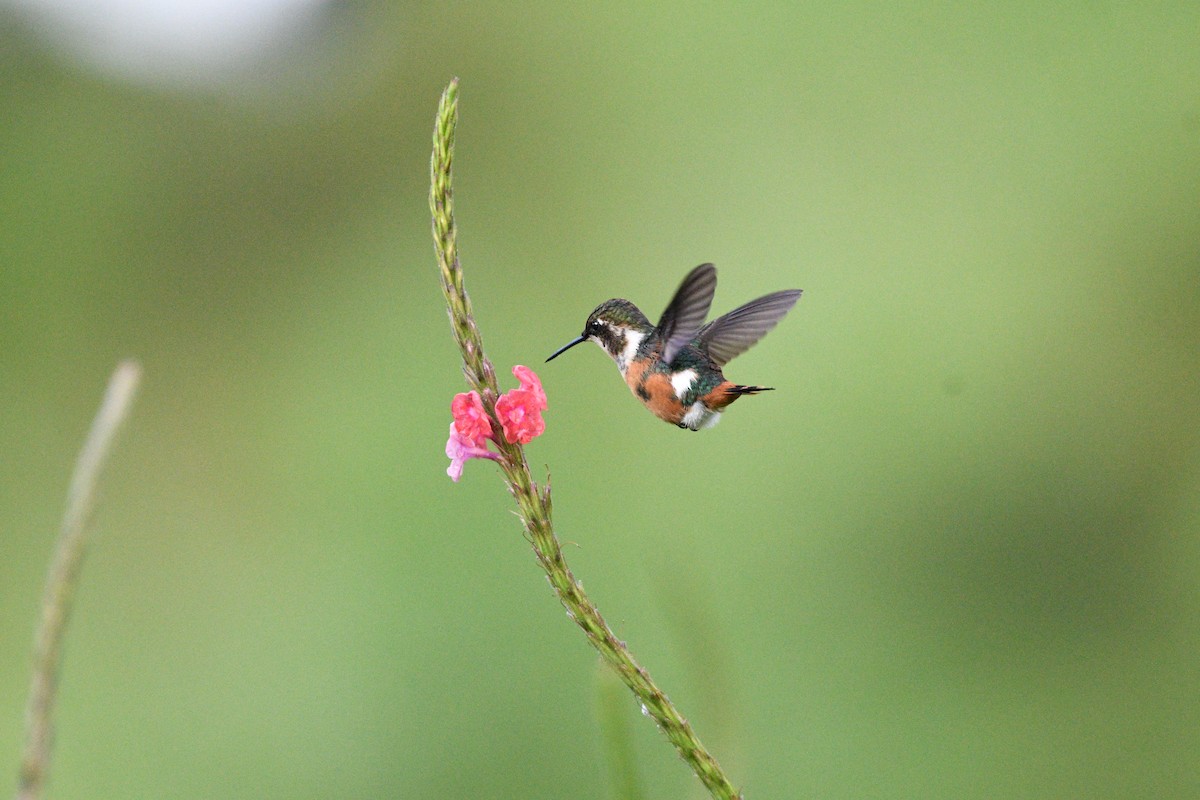 hvitbukkolibri - ML362150721