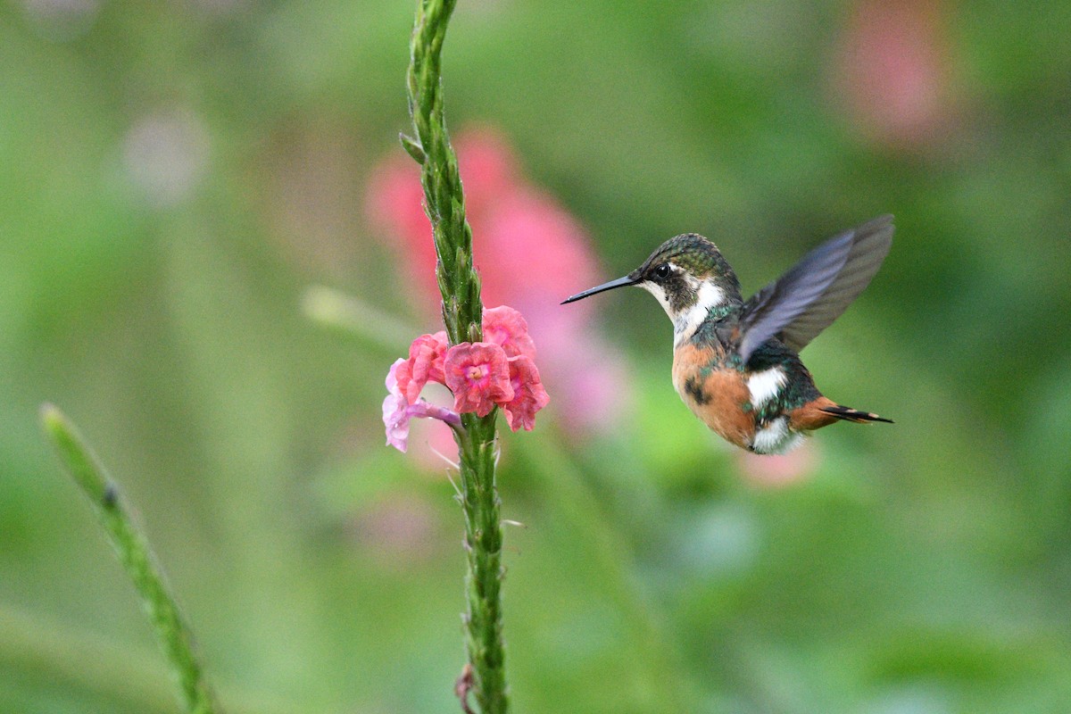 Colibrí de Mulsant - ML362150861