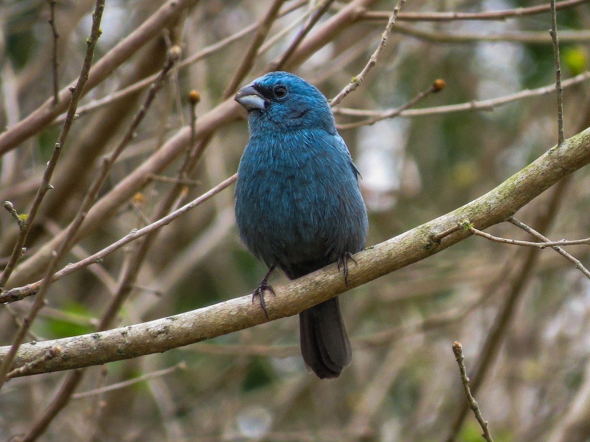 Glaucous-blue Grosbeak - Raphael Kurz -  Aves do Sul