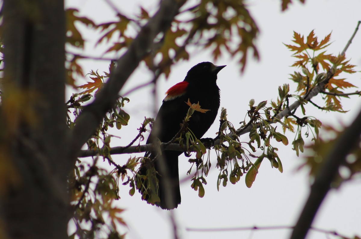 Red-winged Blackbird - Jasper Barnes