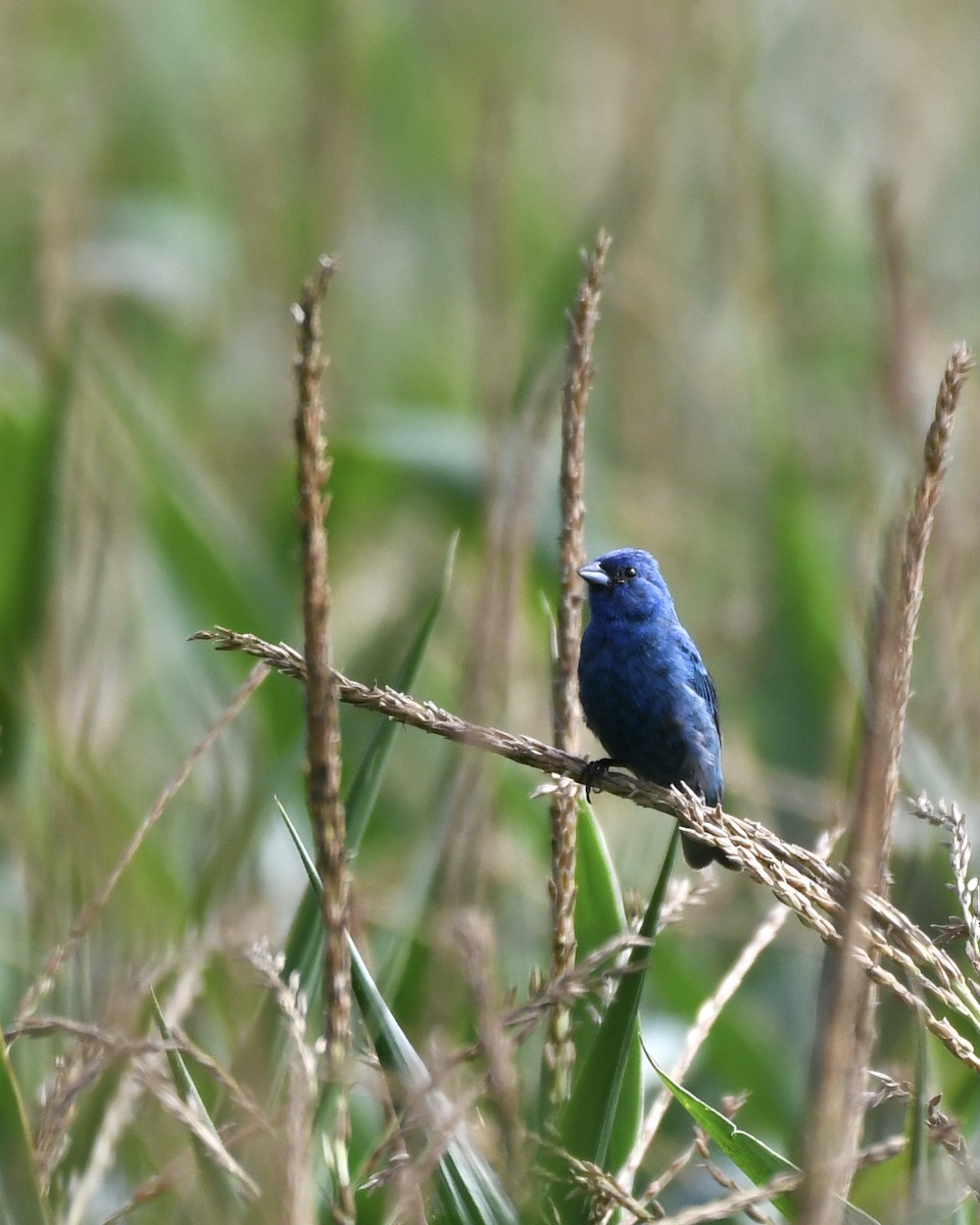 papežík indigový - ML362152971