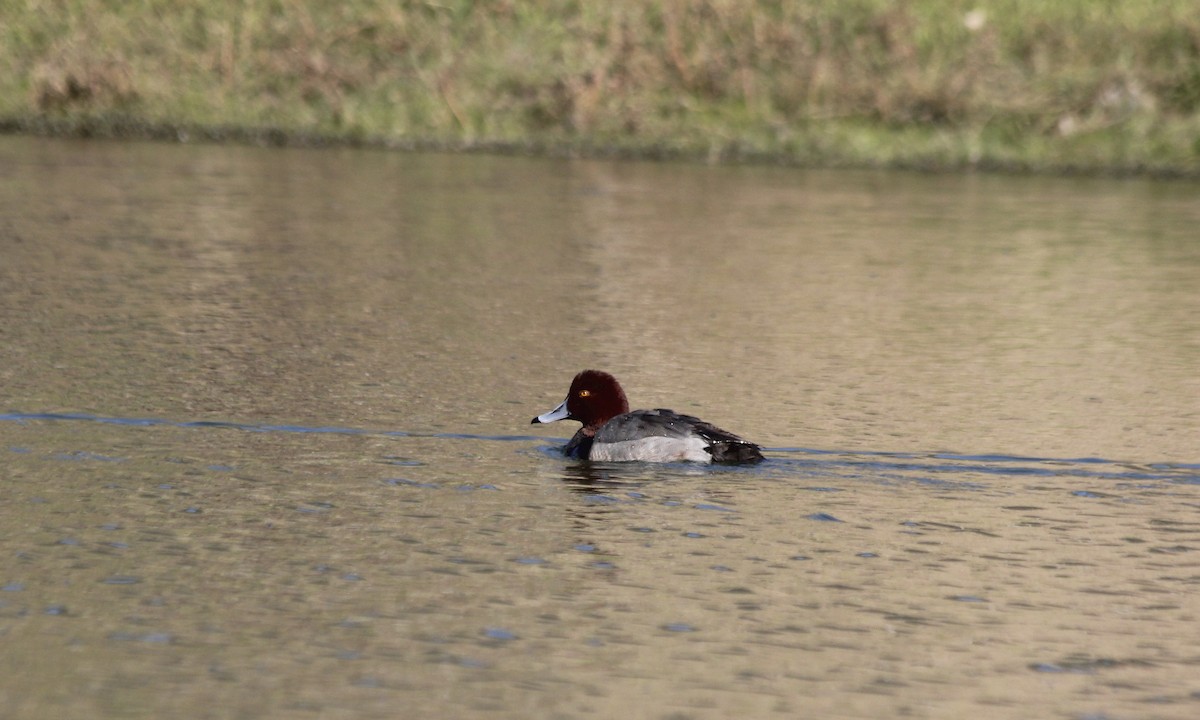 Redhead - ML36215611