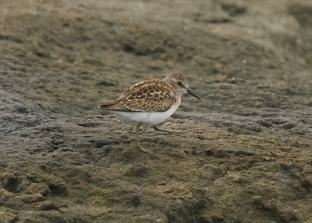 Least Sandpiper - ML362156151