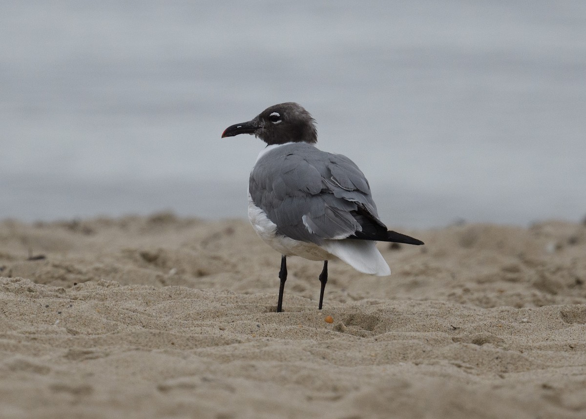 Laughing Gull - ML362156191