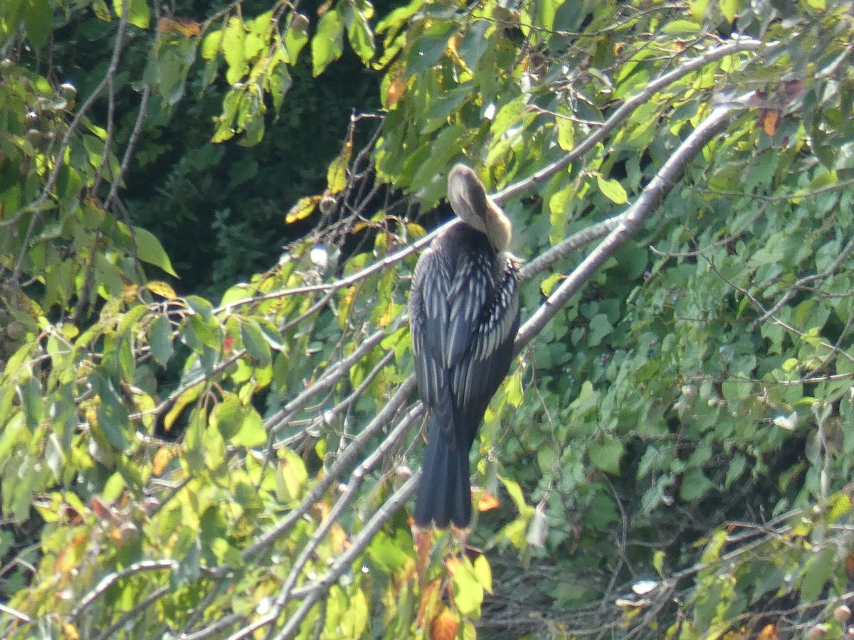 anhinga americká - ML362156201