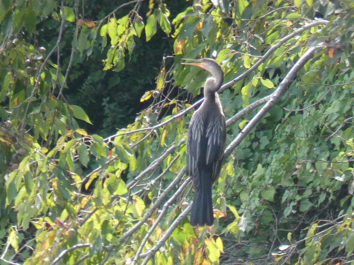anhinga americká - ML362156221