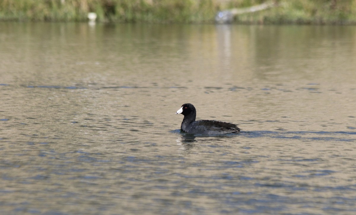 American Coot (Red-shielded) - Jessica Johnson
