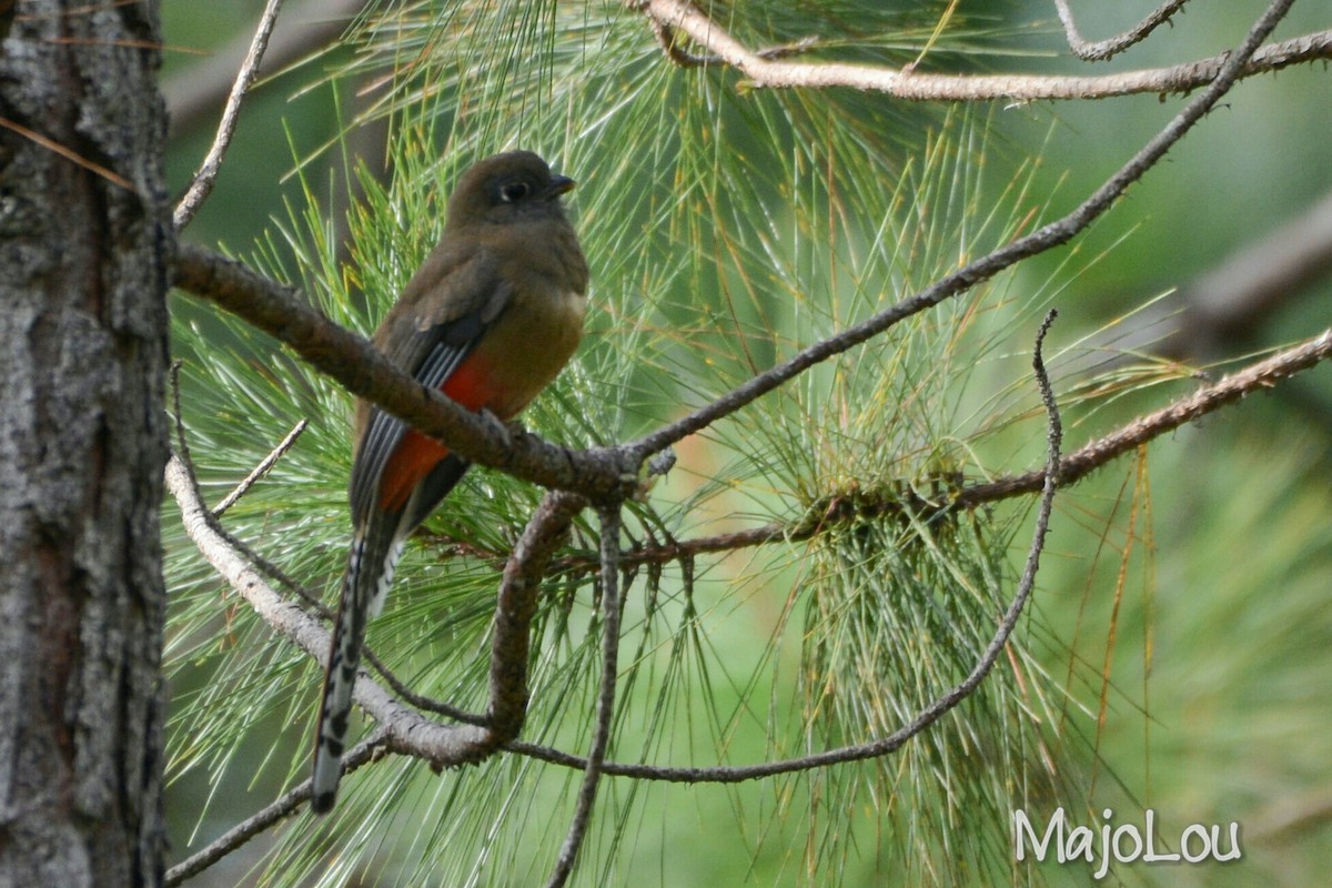 Mountain Trogon - Maria Jose Lou