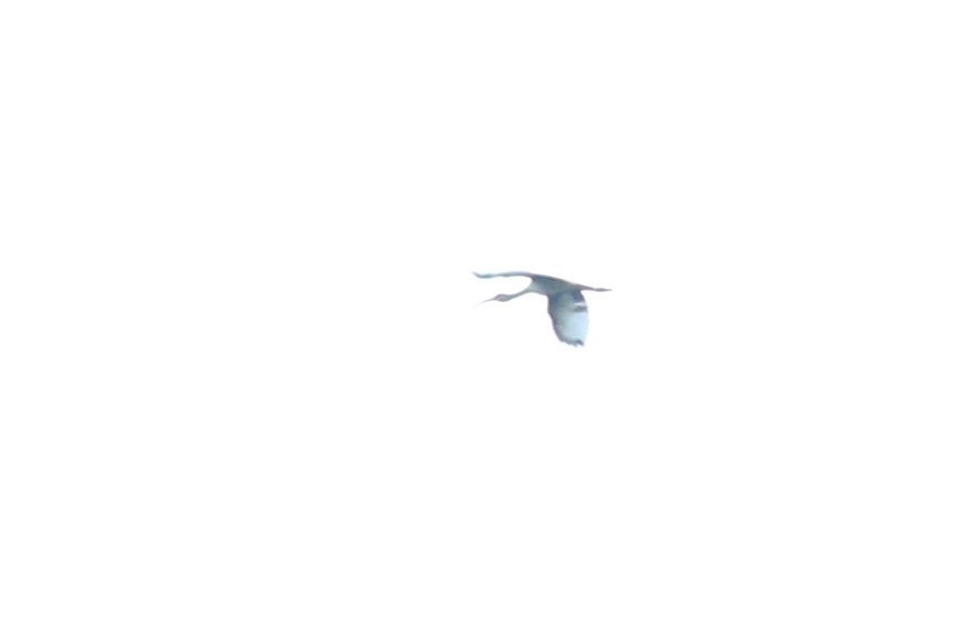 White Ibis - ML362159081