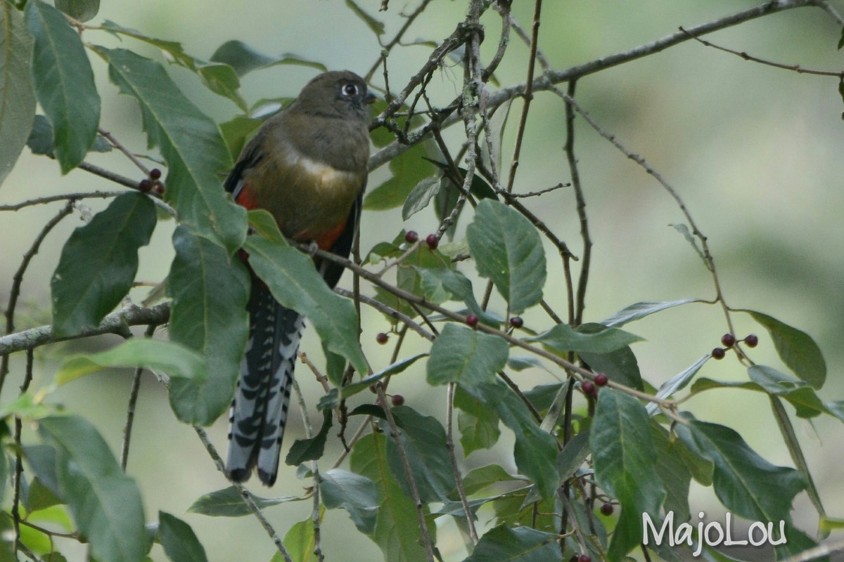 Bronzetrogon - ML36215951