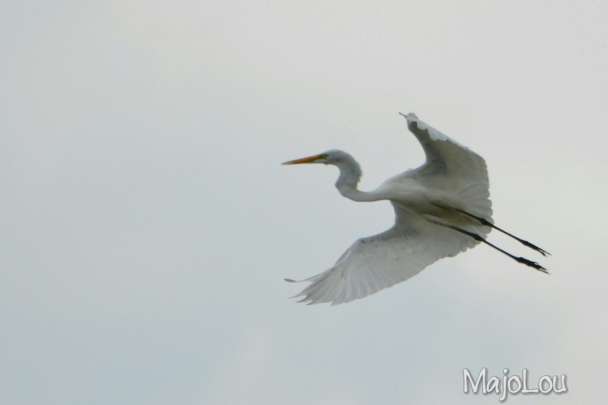 Great Egret - Maria Jose Lou