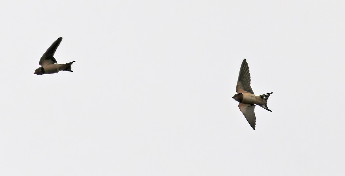Barn Swallow - George Nothhelfer