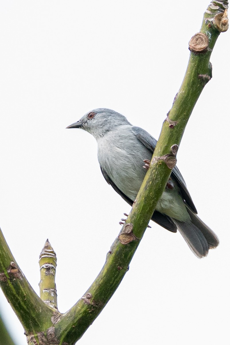 Pearly-breasted Conebill - Ralph Hatt