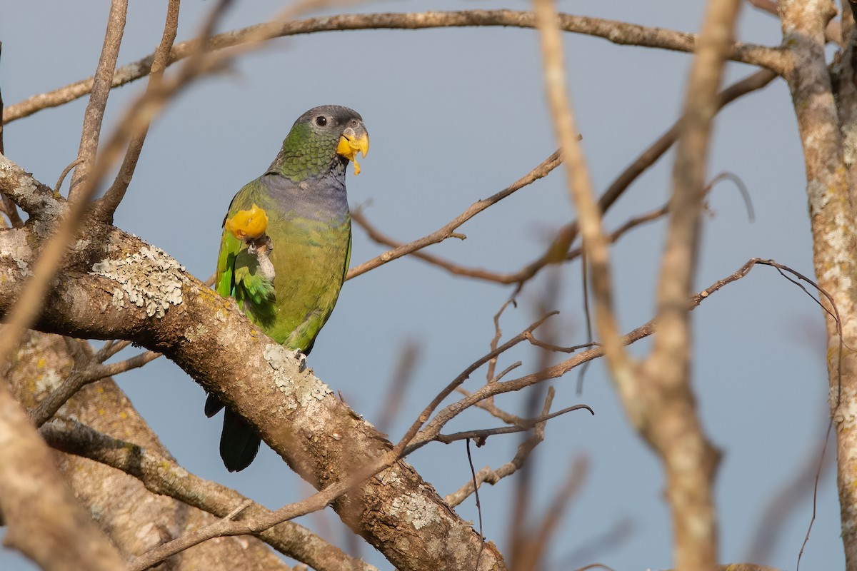 Scaly-headed Parrot - ML362160891