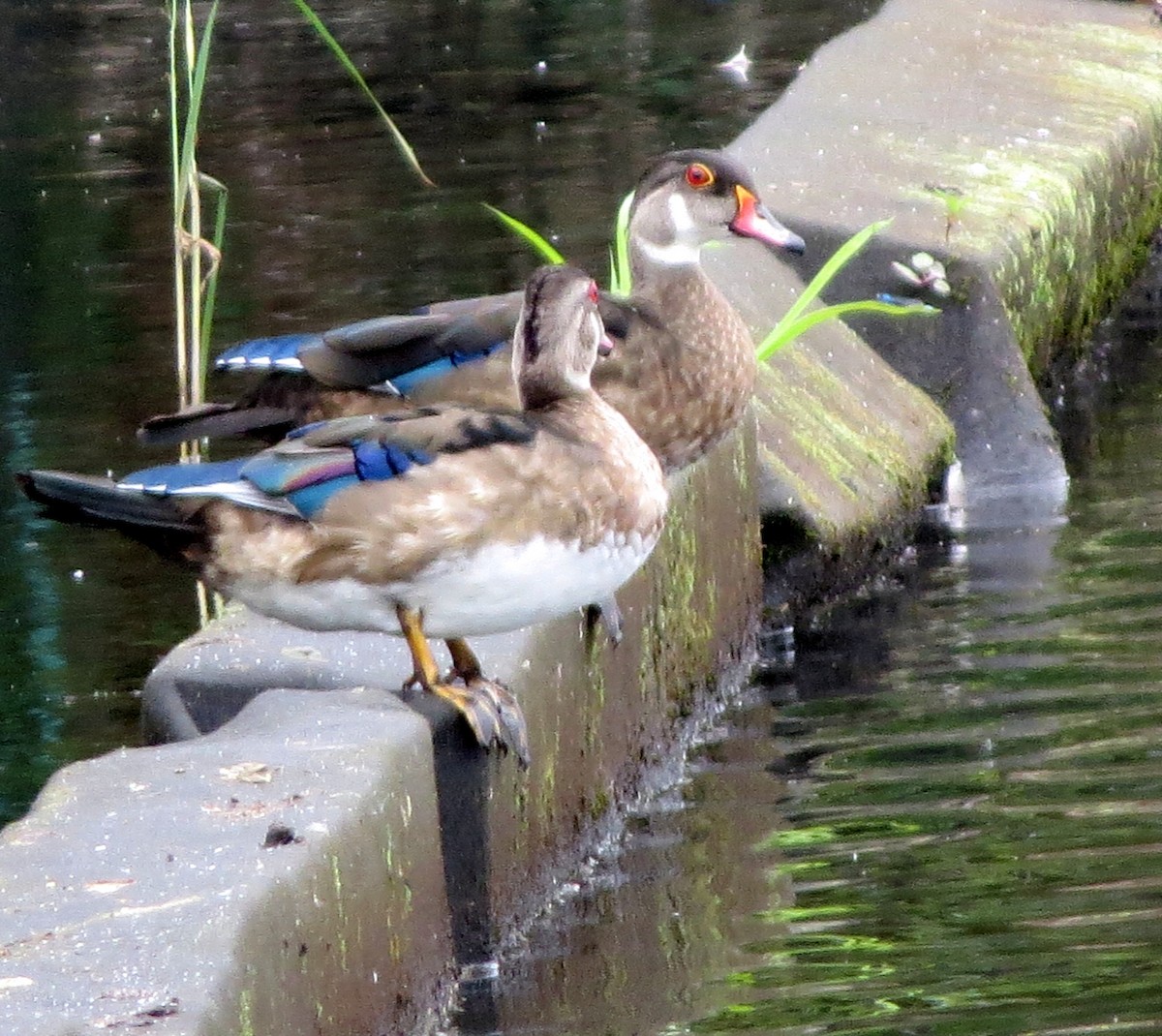 Wood Duck - ML362161261