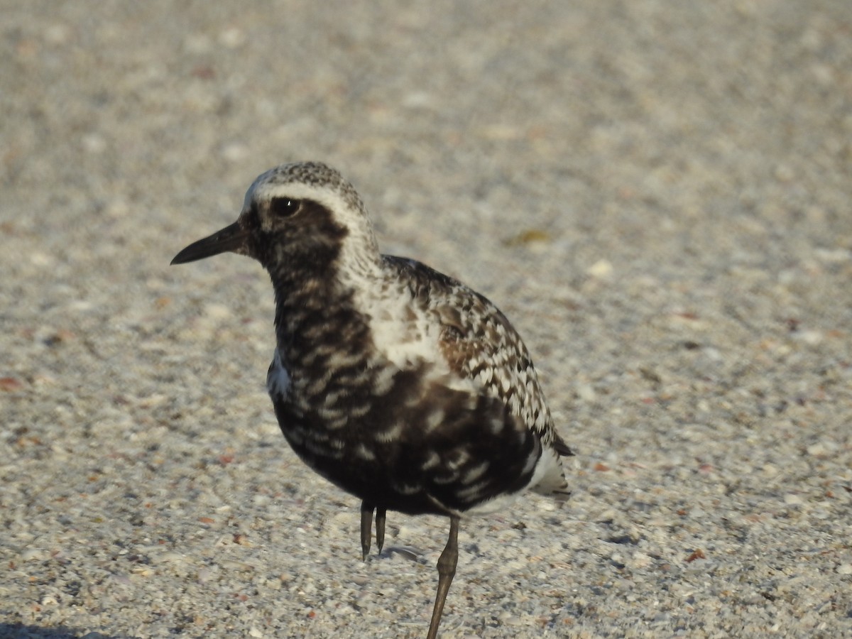 Black-bellied Plover - ML362161371