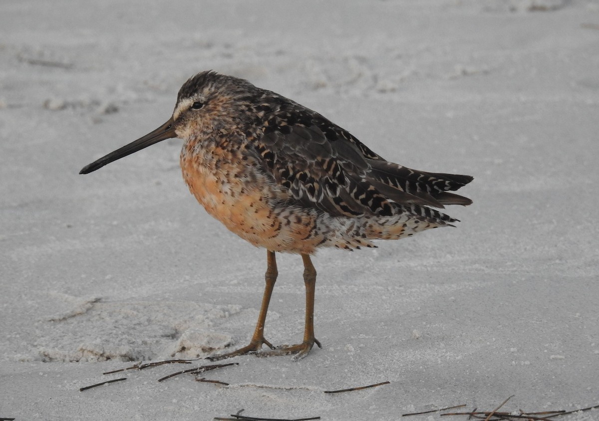 Short-billed Dowitcher - ML362161611