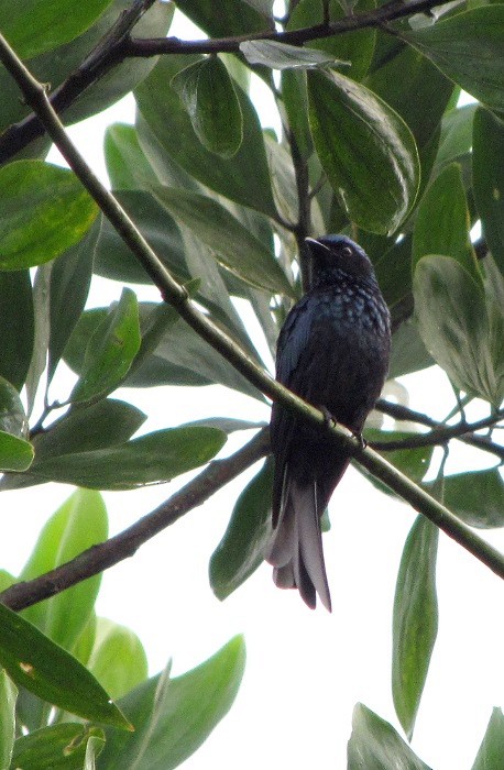 Bronzed Drongo - ML36216271