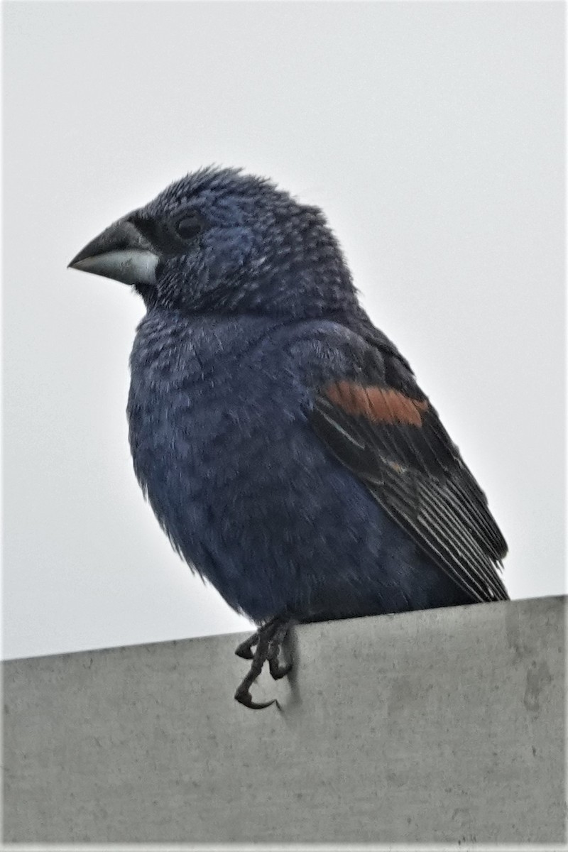 Blue Grosbeak - ML362162791