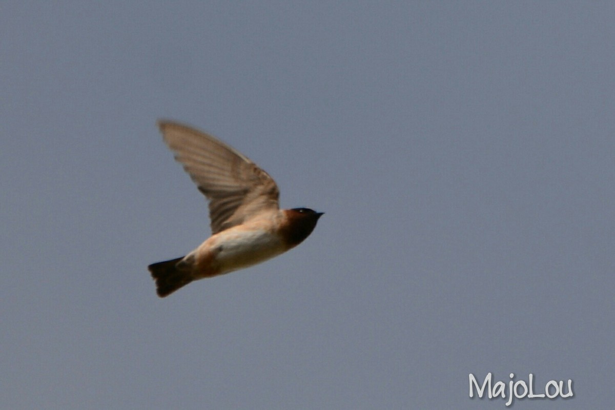 Cliff Swallow - Maria Jose Lou