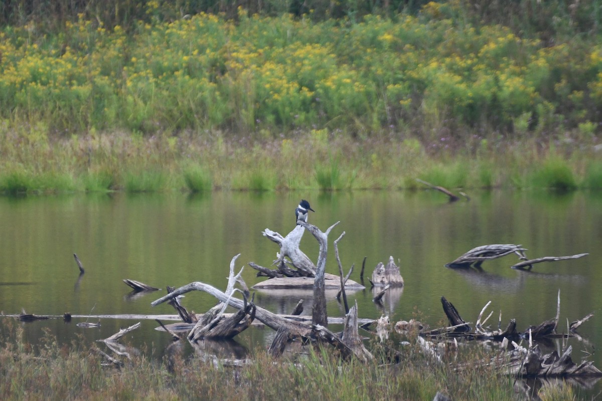 Belted Kingfisher - D T