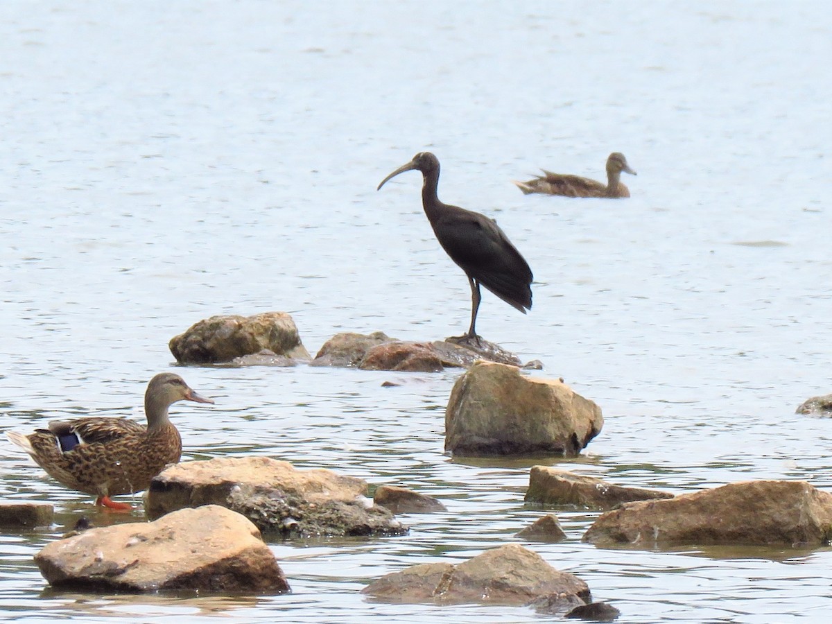 Glossy Ibis - ML362166731