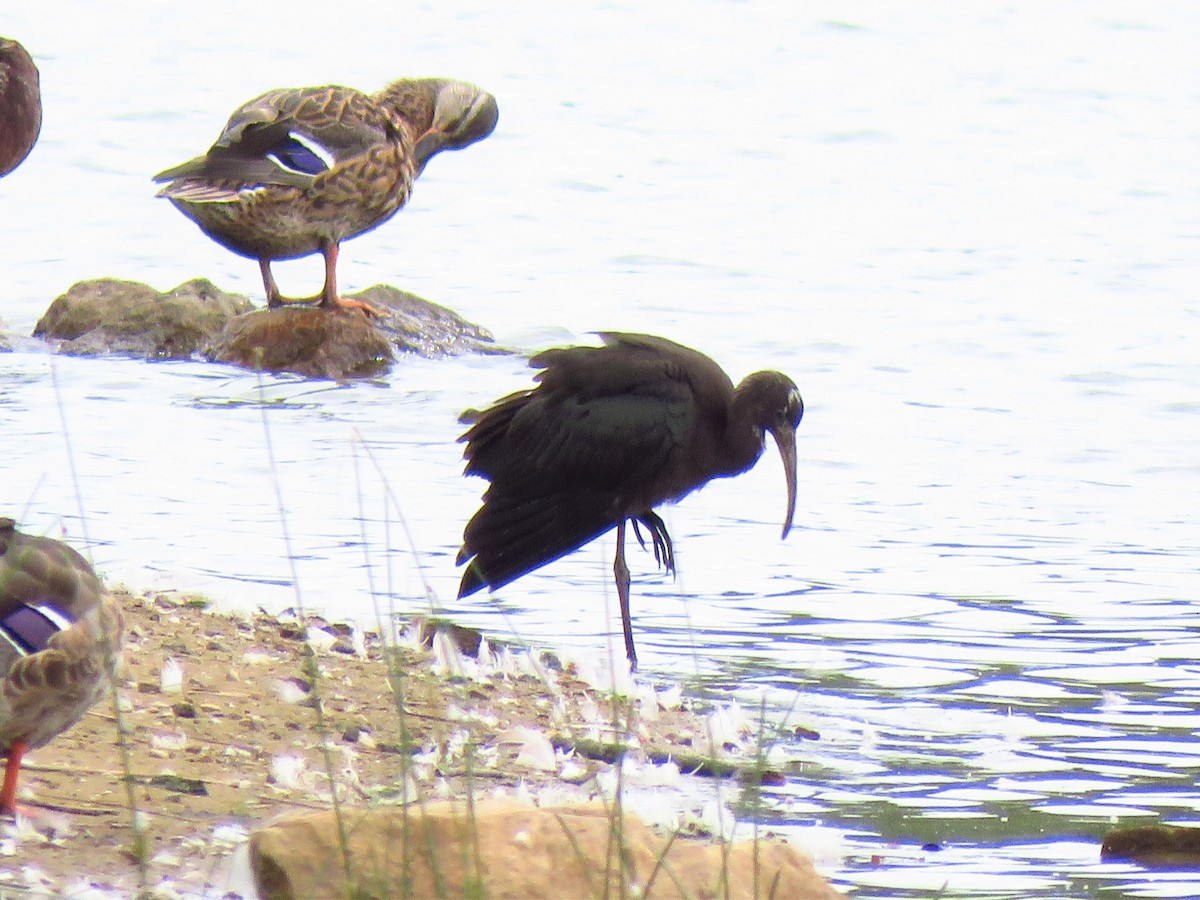 Glossy Ibis - ML362166741