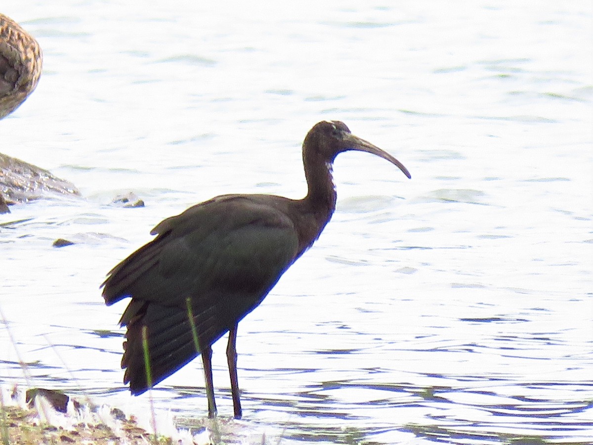 Glossy Ibis - ML362166751