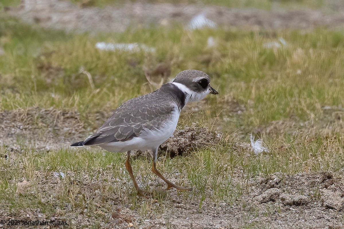 Semipalmated Plover - ML362170341