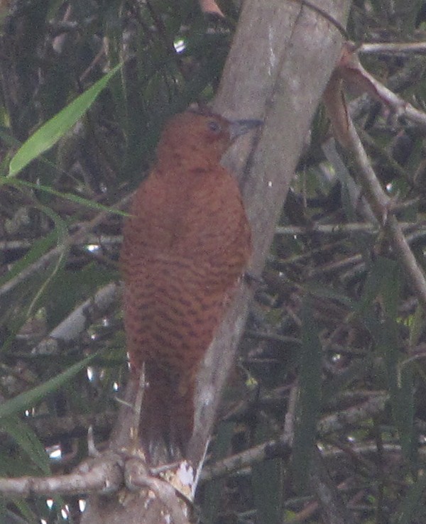 Rufous Woodpecker - ML36217051