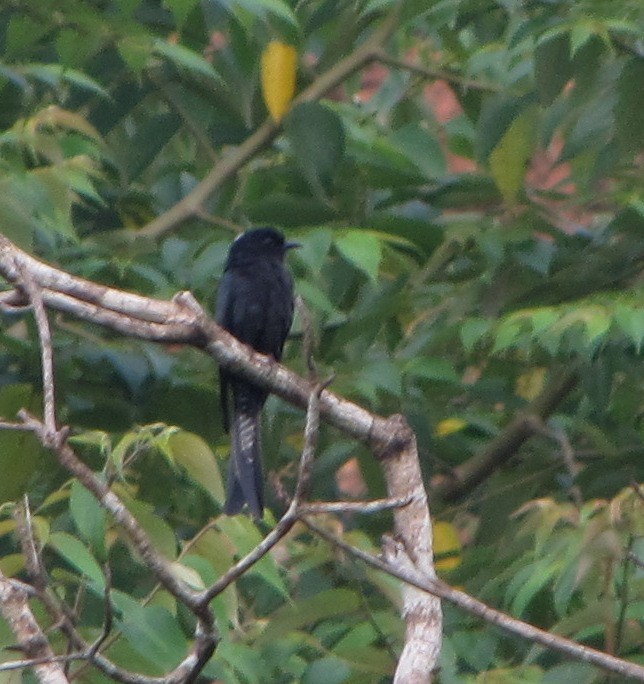 Fork-tailed Drongo-Cuckoo - ML36217101