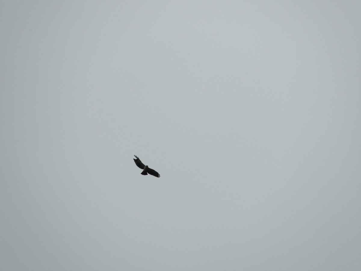 Short-tailed Hawk - Lacides Oviedo