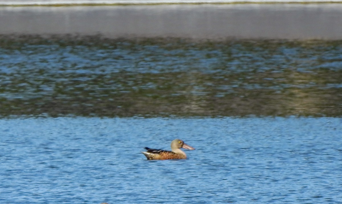 Northern Shoveler - ML362173971