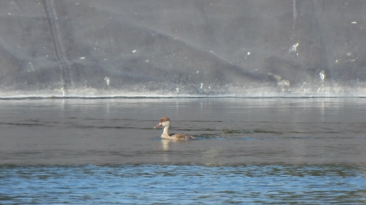 Red-crested Pochard - ML362174021