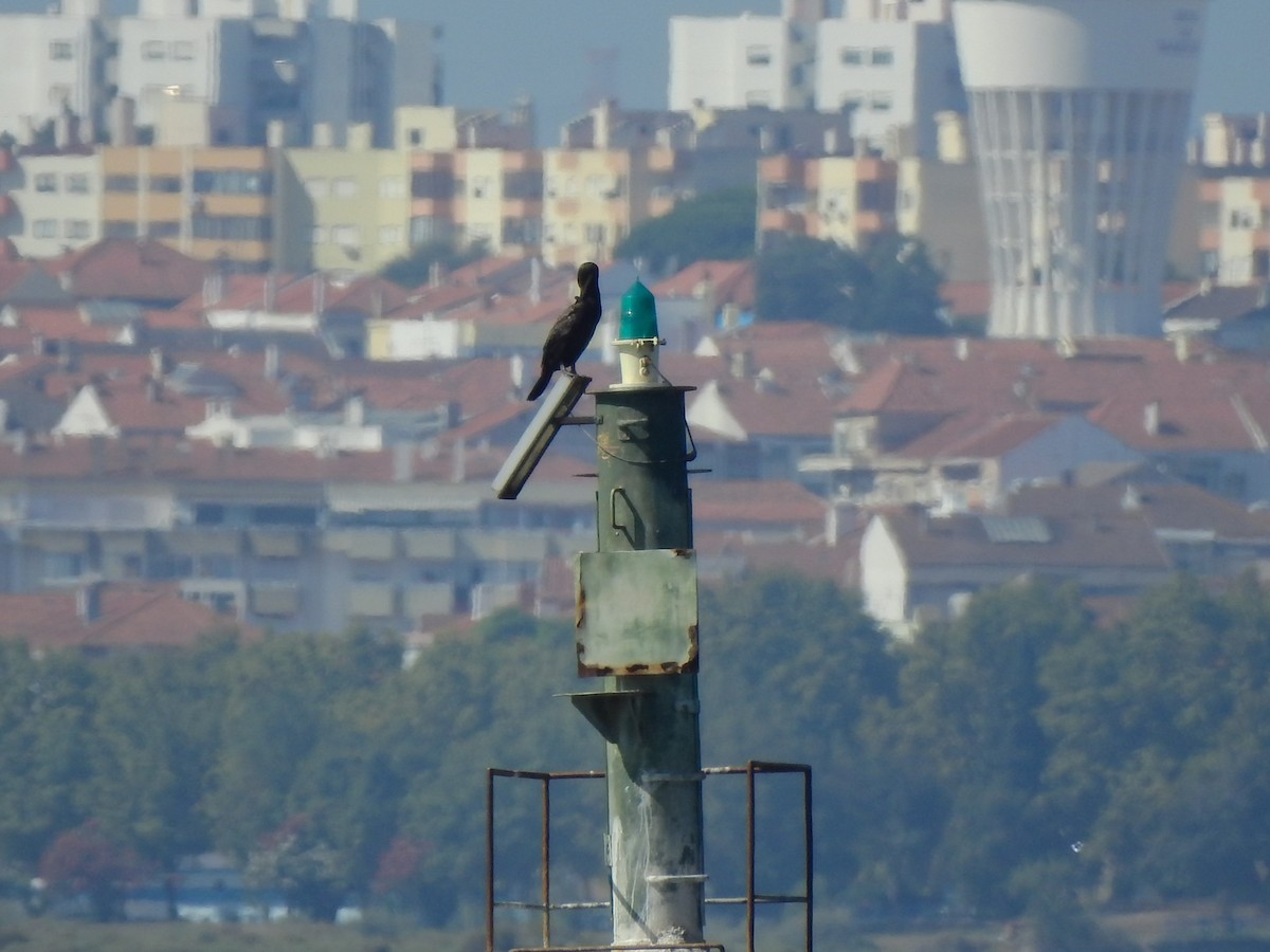 Great Cormorant - ML362174081