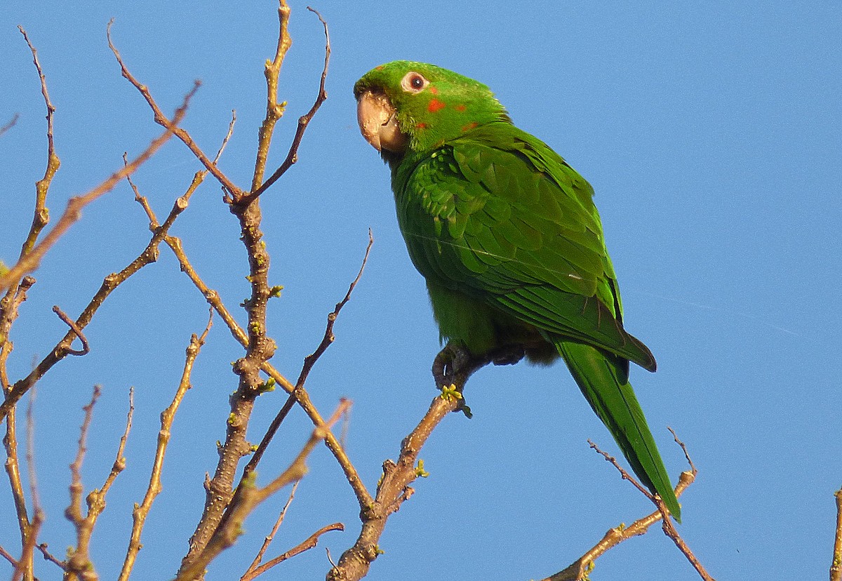 Aratinga Ojiblanca - ML362175701