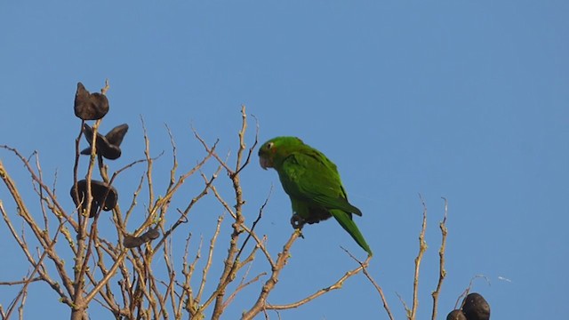 aratinga červenoskvrnný - ML362175941