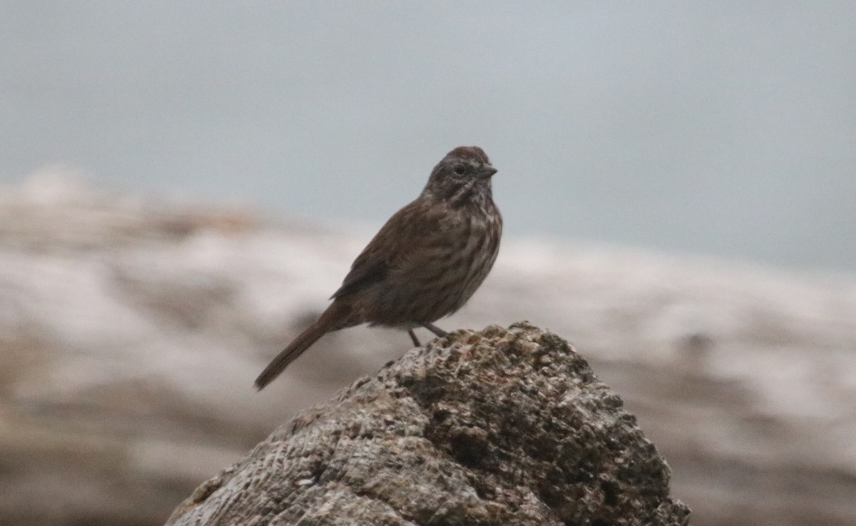 Song Sparrow - ML362176271