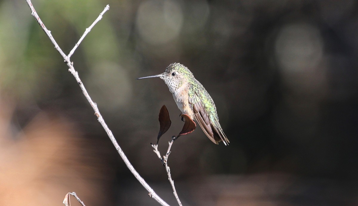 Broad-tailed Hummingbird - Douglas Hall