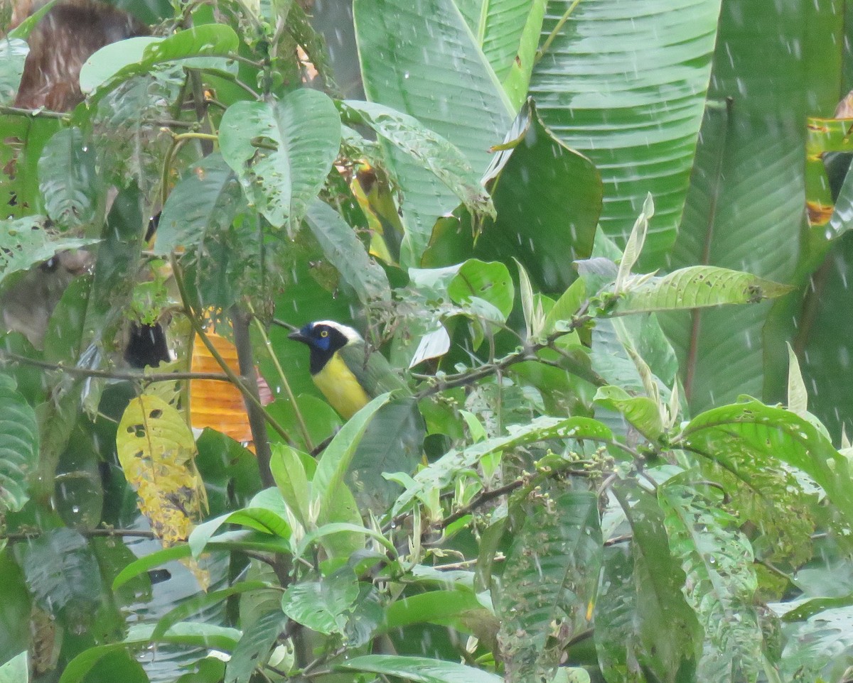 Green Jay (Inca) - ML362177041