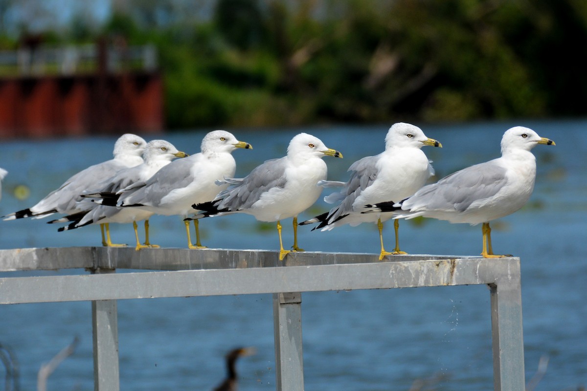 Ring-billed Gull - ML362178361