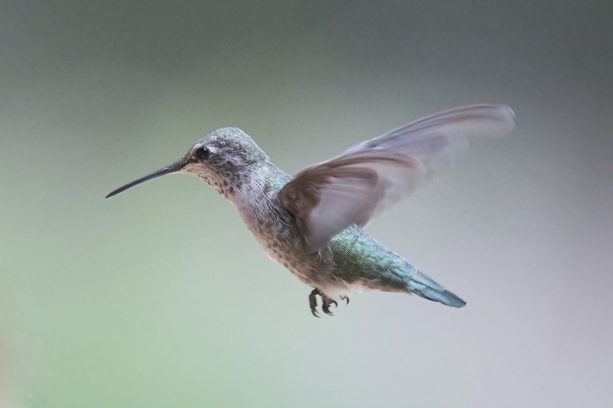 Anna's Hummingbird - ML362178491