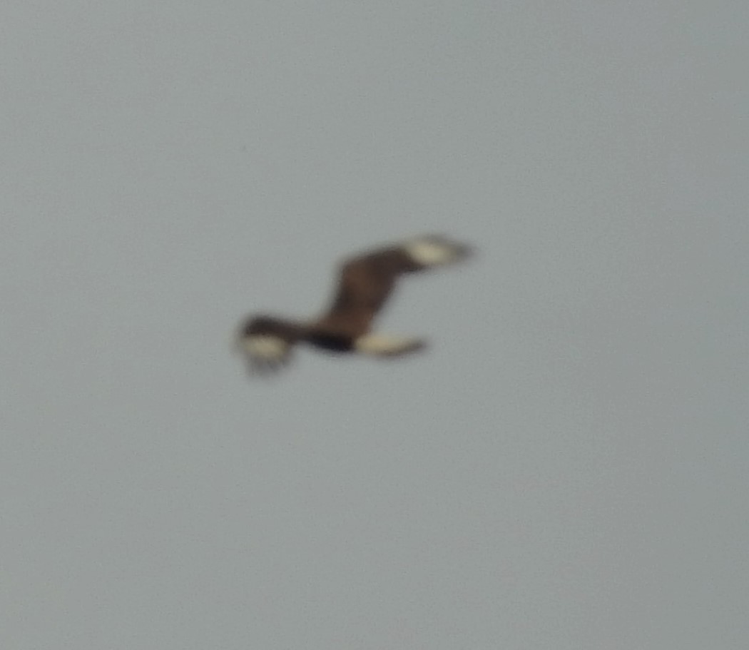 Crested Caracara (Northern) - Pamela Goolsby