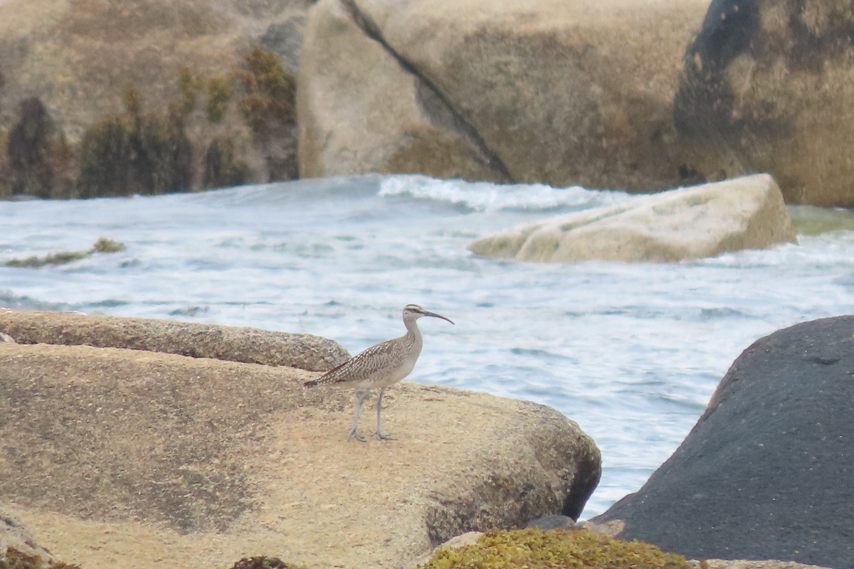 Regenbrachvogel - ML362179381