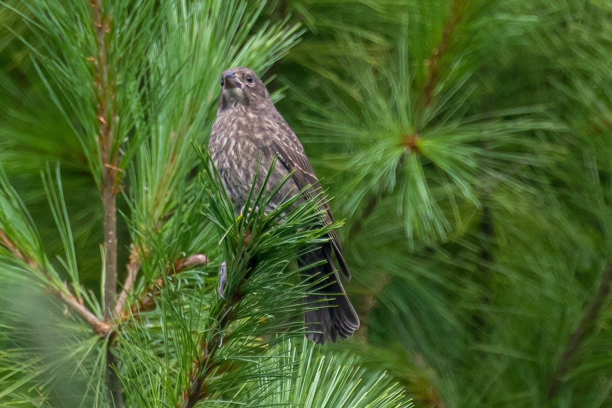 Brown-headed Cowbird - Ian Burgess