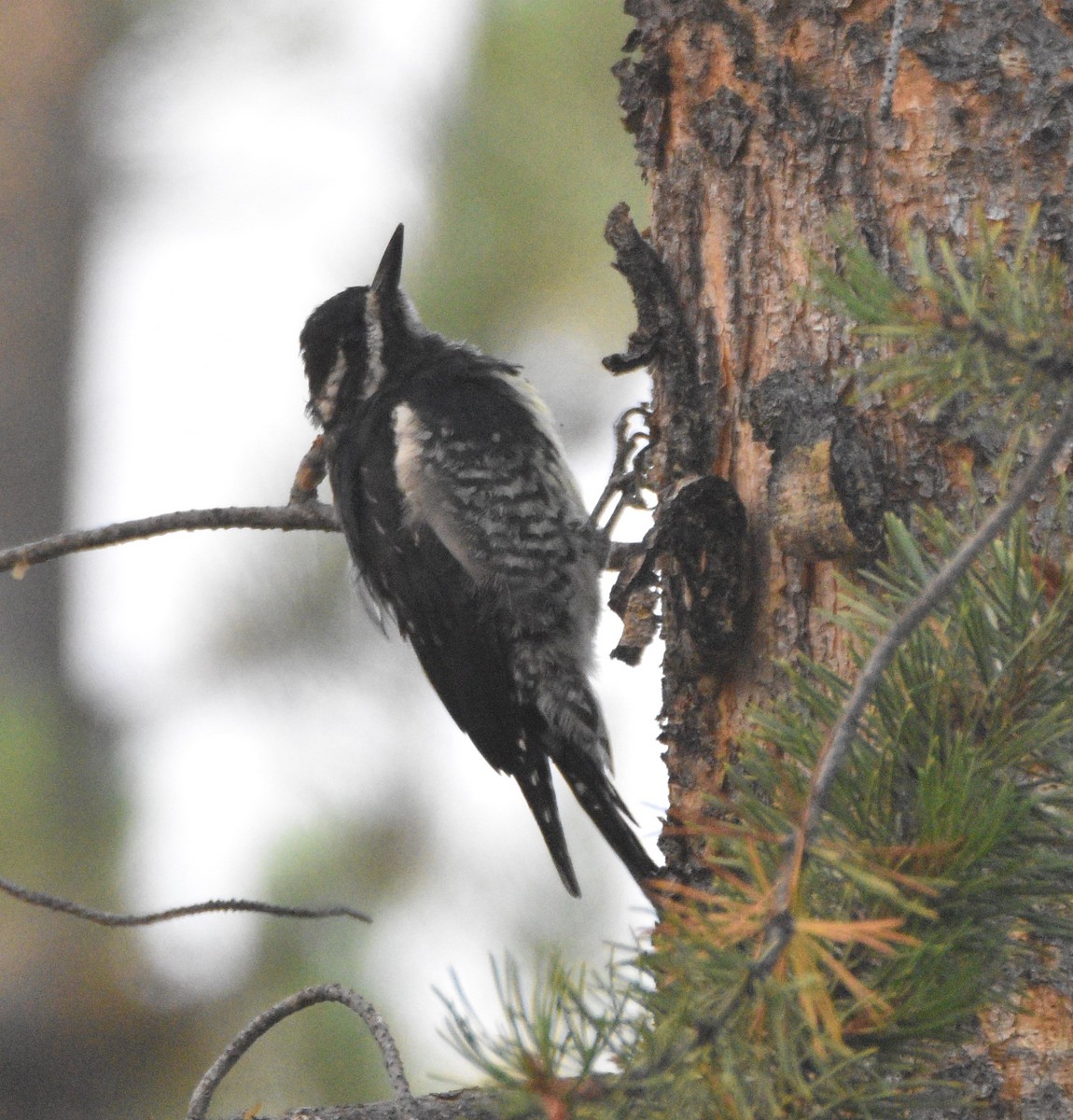 Williamson's Sapsucker - ML362180691