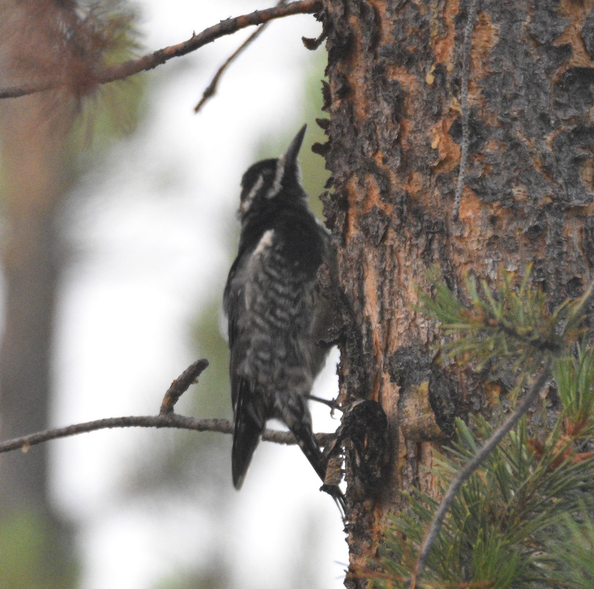 Williamson's Sapsucker - ML362180711