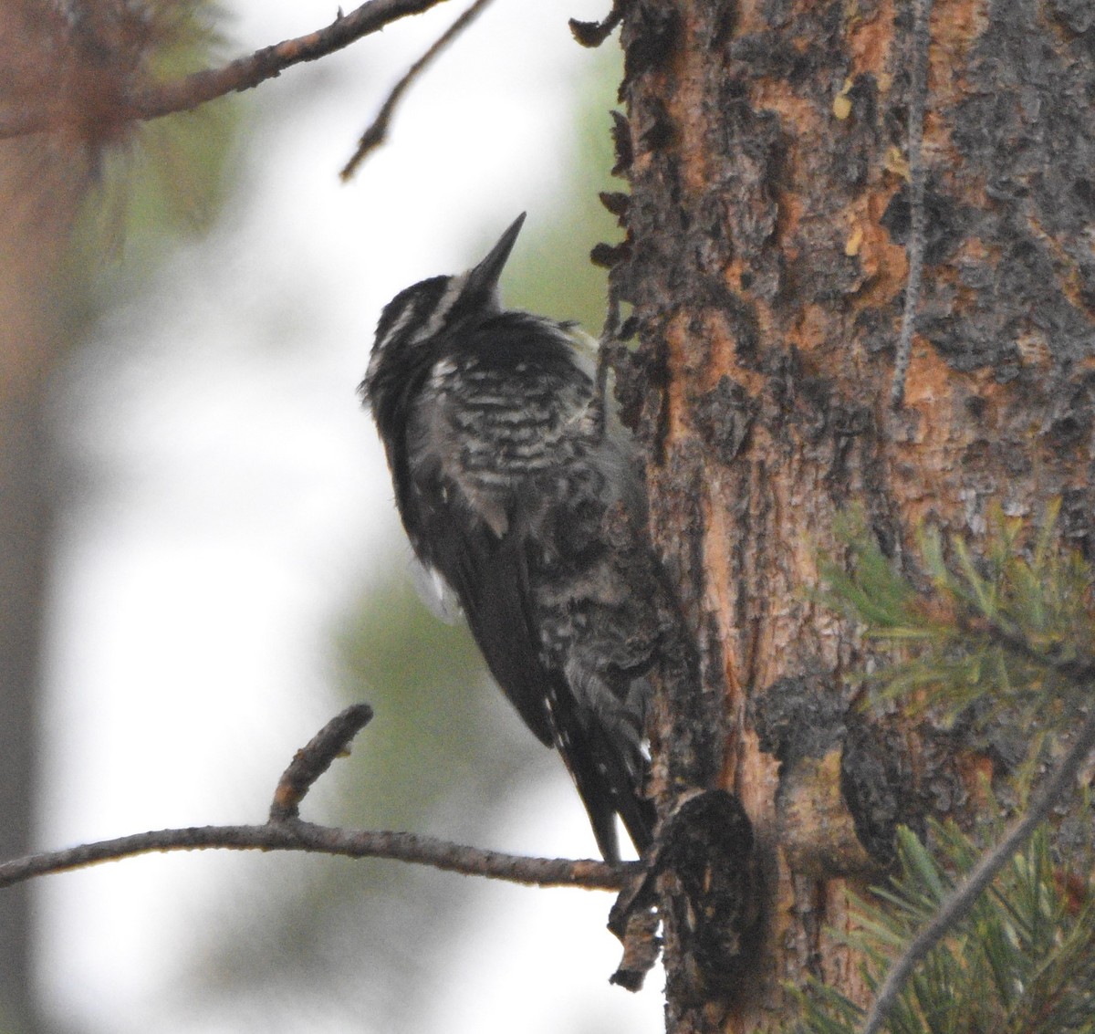 Williamson's Sapsucker - ML362180721